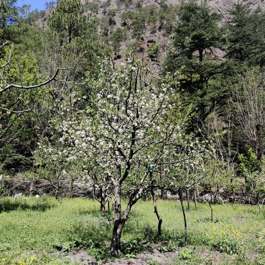 The Royal Orchard Kasol Ξενοδοχείο Εξωτερικό φωτογραφία
