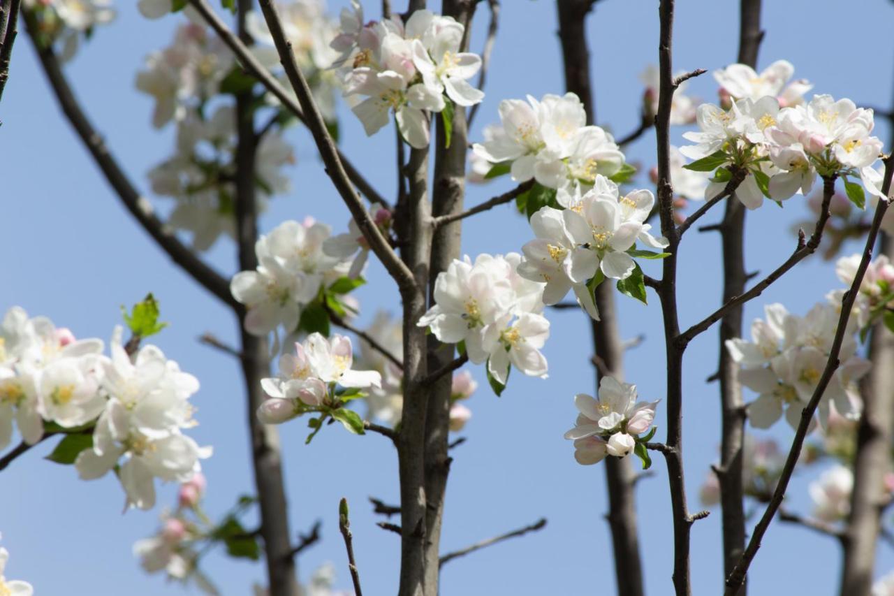The Royal Orchard Kasol Ξενοδοχείο Εξωτερικό φωτογραφία
